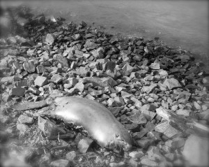 Decaying Beavers & Rainbows