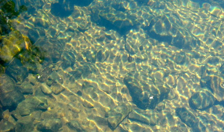 At the base of the summer falls, new life danced beneath the surface. Photo by Tim Graves