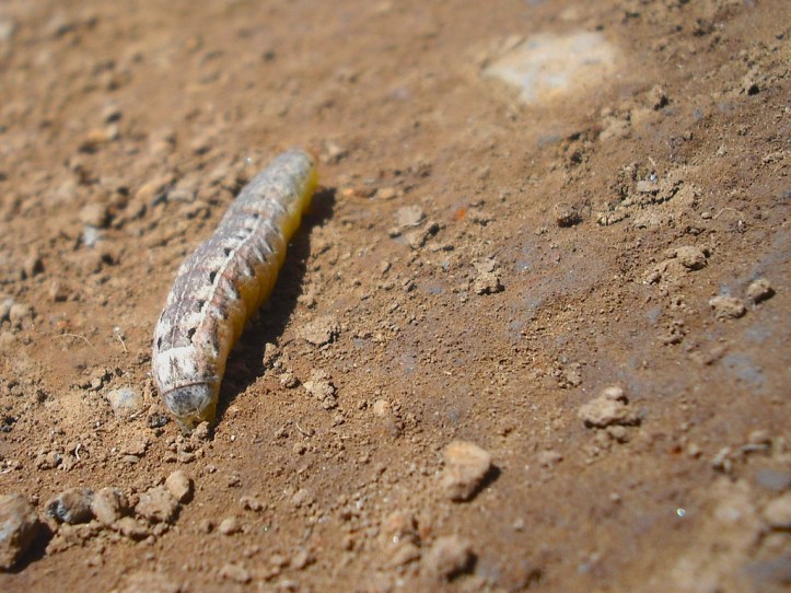 The caterpillar beginsits journey across the trail. Photo by Tim Graves