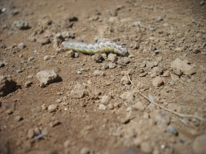 The caterpillar struggles on the loose ground. Photo by Tim Graves