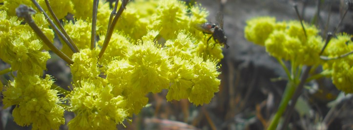 A bee at the Heritage Landing site of the Deschutes River. Photo by Tim Graves.