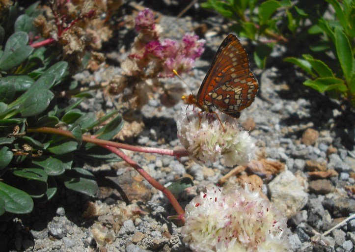 A butterfly at the Mt. St. Helens National Volcanic Monument in July 2013. Photo by Tim Graves