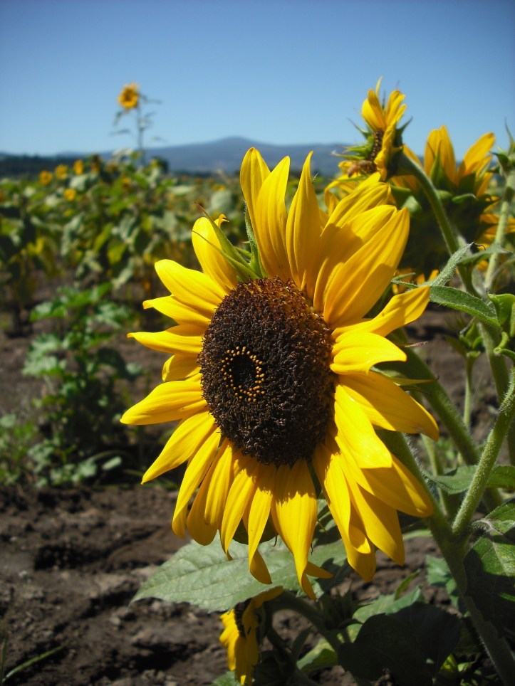 A sunflower field at Rasmussen Farm in Hood River county, Oregon. Photo by Tim Graves