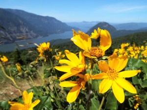 Journeying to the promise of wildflowers at the mountain’s peak, I will learn to embrace this ambiguity. Photo by Tim Graves