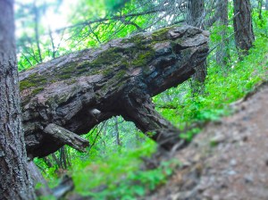 Evolving Fish as I first encountered it. Photo by Tim Graves