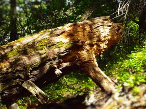 Evolving Face has lost its snout and its eye is less pronounced. Photo by Tim Graves