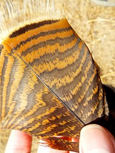 A discarded faith crossed my path on a recent hike in Washington's Columbia Hills State Park near The Dalles, Oregon. Photo by Tim Graves