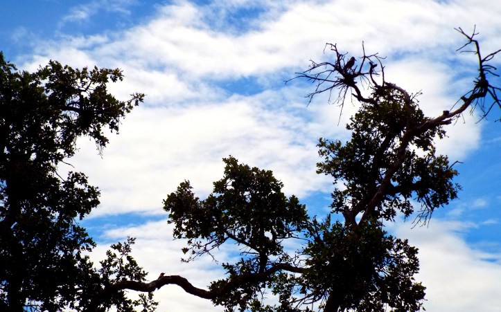 The Baby Bird's head can be seen at the bottom of the image just left of center. Mama Bird is in the 