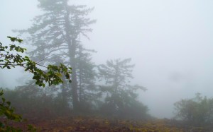 Fog hangs over Wind Mountain in the Columbia River Gorge. Photo by Tim Graves