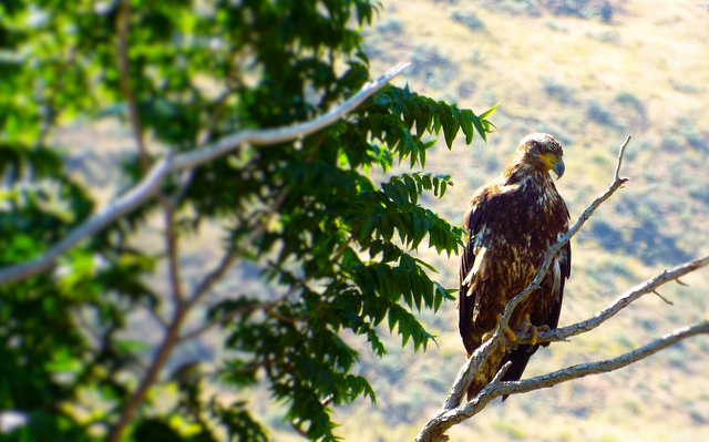 Surveying its vast domain along the John Day River in Cottonwood Canyon State Park, this bird of prey sits in its throne forty feet above mere mortals and photographers. Photo by Tim Graves