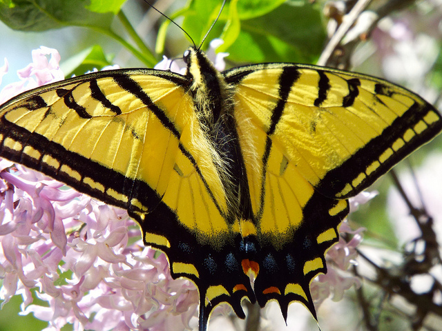 A Butterfly on a lilac bush at Dyer Wayside Park between Condon and Mayville, Oregon. Photo by Tim Graves
