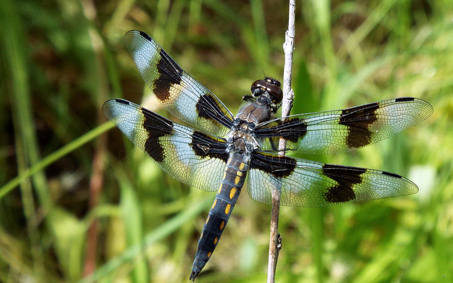 I chased this moving thing through the marsh near the John Day River in Cottonwood Canyon State Park in June. Photo by Tim Graves