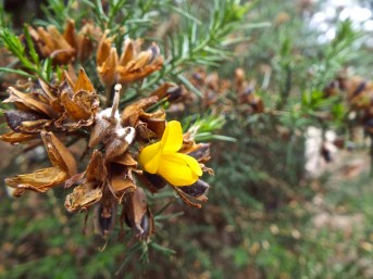 A yellow gem emerges from its slumber. Photo by Tim Graves