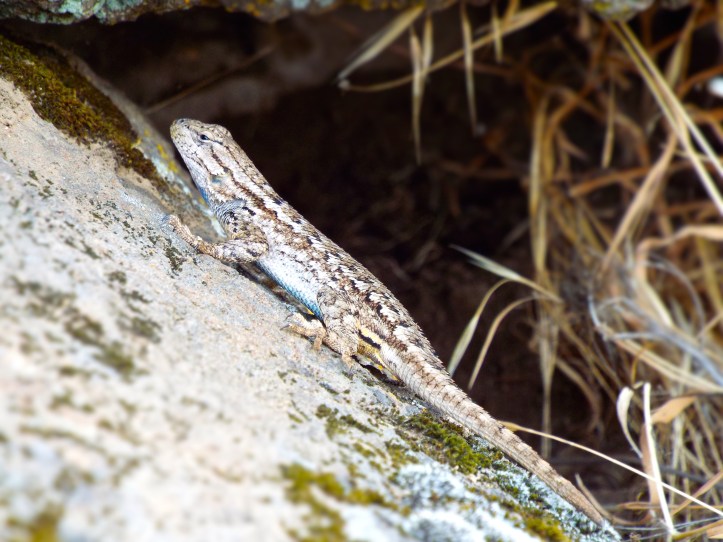 I recently encountered a friend who was convinced my vision could not make out his form on the rock. Photo by Tim Graves
