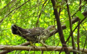 I took this paparazzi style photo of a not-chicken along the Herman Creek Trail in the Columbia River Gorge. Photo by Tim Graves