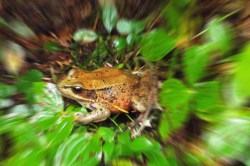 Soon the frogs leap to the latest beats, appendages flinging here and there, frenetic as liquid joy falls from the sky. Photo by Tim Graves