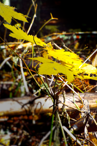 Clinging Sunshine Photo by Tim Graves