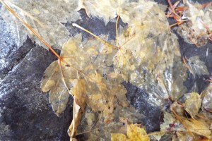 Tissue paper leaves hugged rocks. Photo by Tim Graves