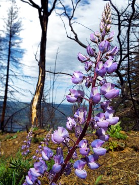 New Blooms Burst Forth