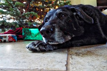 My grandpup Reggae lovingly and sleepily monitors our gathering from beneath the tree. Photo by Tim Graves. (CC BY-NC-ND 3.0)