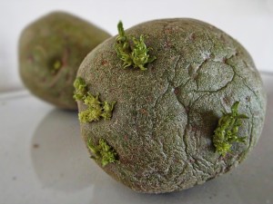 Photo by Tim Graves Creative Commons license http://creativecommons.org/licenses/by-nc-nd/3.0/ Photo by Tim Graves (Creative Commons License BY-NC-ND 3.0)