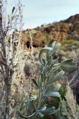 March Sage