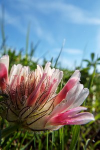 Pink. Photo by Tim Graves. Creative Commons License BY-NC-ND 3.0 https://creativecommons.org/licenses/by-nc-nd/3.0/us/