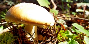 Golden Gem. Photo by Tim Graves. Creative Commons License BY-NC-ND 3.0 https://creativecommons.org/licenses/by-nc-nd/3.0/us/