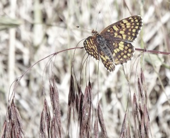 Fatigued Butterfly. Photo by Tim Graves. Creative Commons License BY-NC-ND 3.0 https://creativecommons.org/licenses/by-nc-nd/3.0/us/