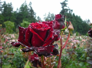 Photo by Tim Graves. Creative Commons License BY-NC-ND 3.0 https://creativecommons.org/licenses/by-nc-nd/3.0/us/