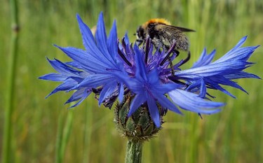 Shy Bumblebee. Photo by Tim Graves. Creative Commons License BY-NC-ND 3.0 https://creativecommons.org/licenses/by-nc-nd/3.0/us/